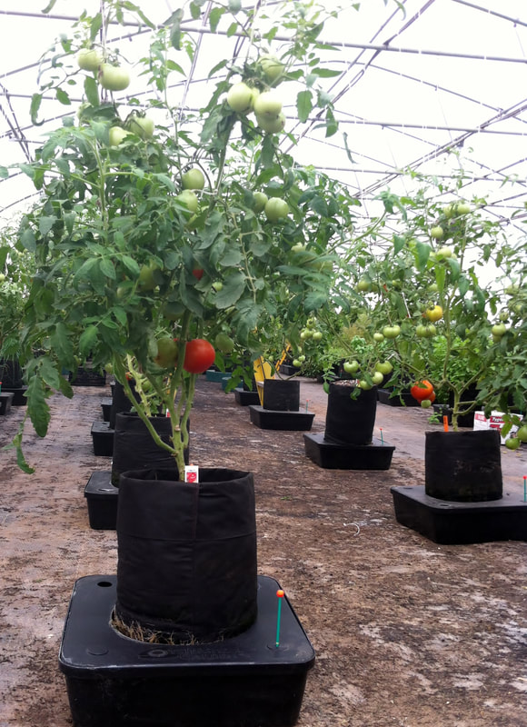 Octopot Grow Systems